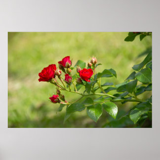 Leuke tak van rode rozen foto poster