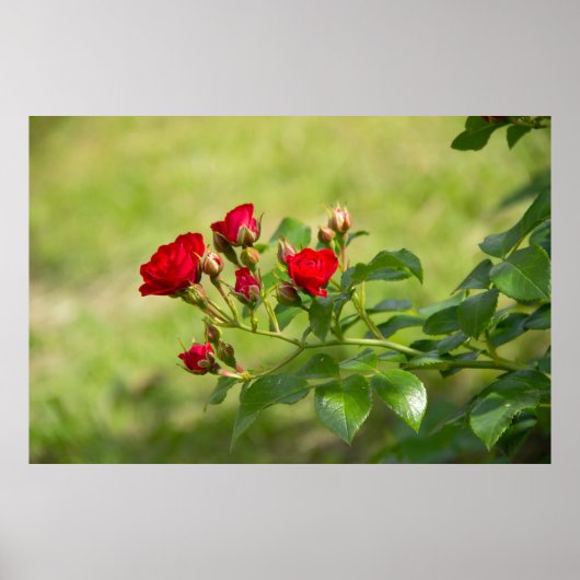 Leuke tak van rode rozen foto poster (Voorkant)