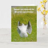 Leuke Verjaardag Kaart - Mooning Zeemeeuw (Gele Bloem)