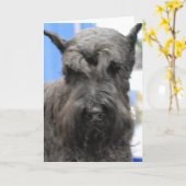 Leuke Wenskaarten Schnauzer Kaart (Gele Bloem)