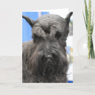 Leuke Wenskaarten Schnauzer Kaart