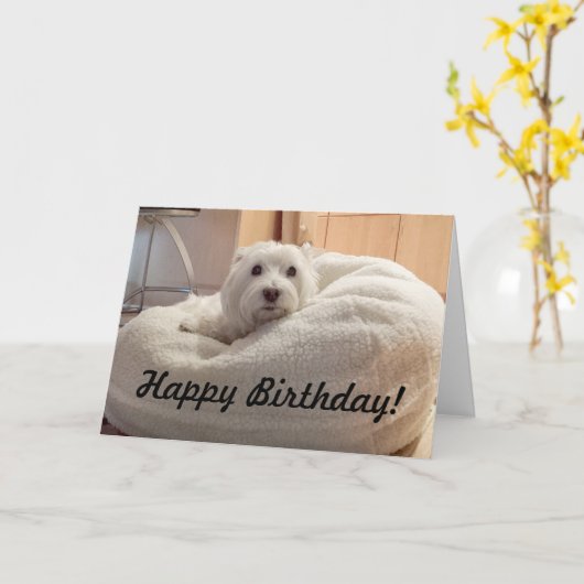 Leuke Westie in Kaart van de Verjaardag van het (Gele Bloem)