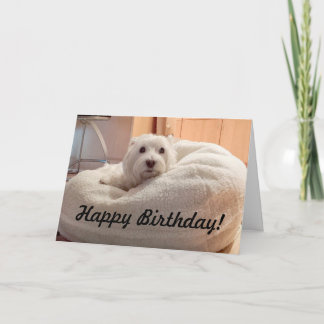 Leuke Westie in Kaart van de Verjaardag van het