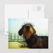 Leuke wiredhairTekkel bij het strand Briefkaart (Voorkant / Achterkant)