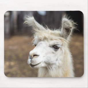 Leuke witte lama Muismat