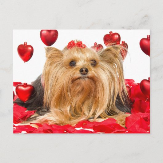 Leuke Yorkie Valentijn Feestdagenkaart (Voorkant)