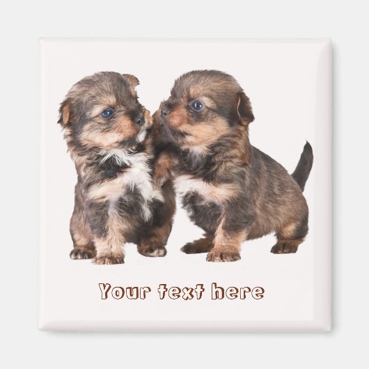 Leuke Yorkshire Puppies Magneet (Voorkant)