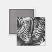 Leuke Zebra magneet (Voorkant / Achterkant)