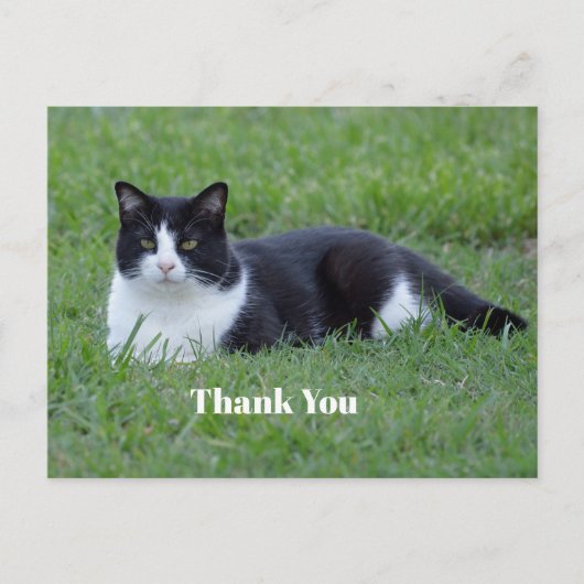 Leuke zwart-witte tuxedo kat Foto Bedankt Briefkaart (Voorkant)