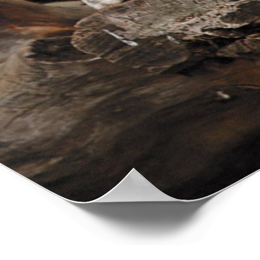 Leuness op boom poster (Hoek)