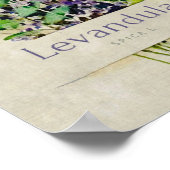 Levandula spica l. poster (Hoek)