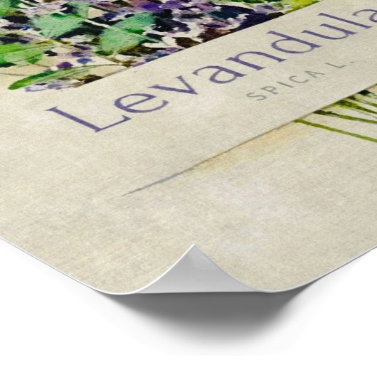 Levandula spica l. poster (Hoek)