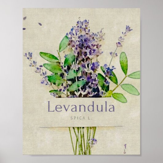 Levandula spica l. poster (Voorkant)