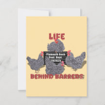 Leven achter de tralies (Barred Plymouth Rock Hens