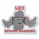 Leven achter de tralies (Barred Plymouth Rock Hens Sticker (Voorkant)
