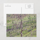 Leven en dood bomen in het Valley briefkaart (Voorkant / Achterkant)