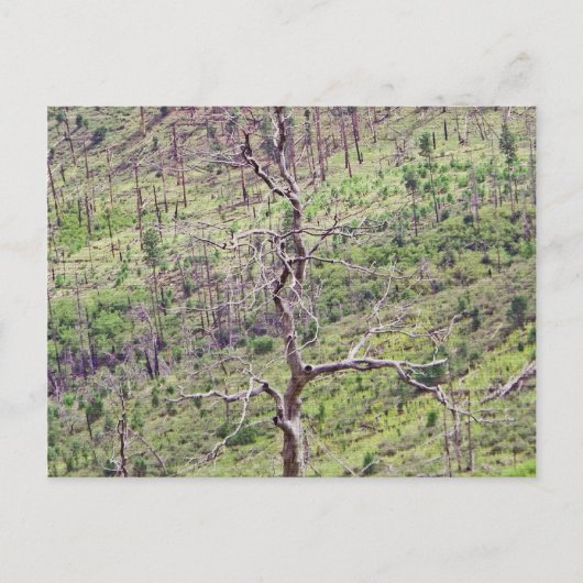 Leven en dood bomen in het Valley briefkaart (Voorkant)