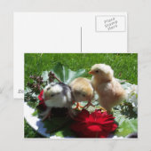 leven grappige kleine vogels briefkaart (Voorkant / Achterkant)