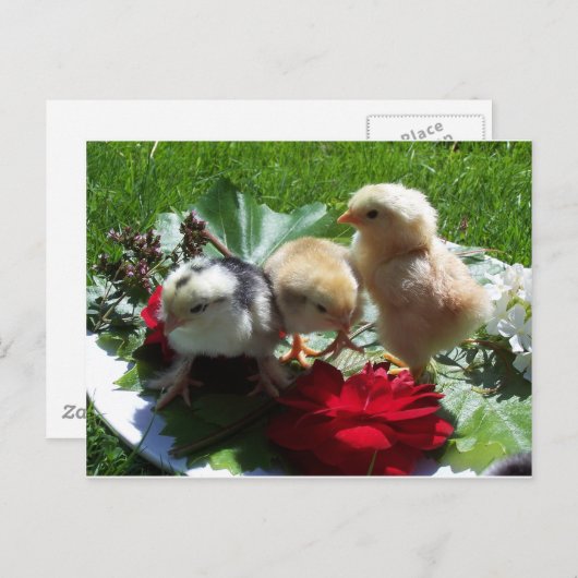 leven grappige zwerfvogels briefkaart (Voorkant / Achterkant)