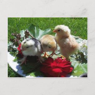 leven grappige zwerfvogels briefkaart