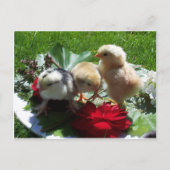 leven grappige zwerfvogels briefkaart (Voorkant)