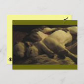 leven in een paradijs briefkaart (Voorkant / Achterkant)