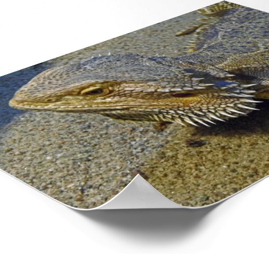 Leven onder vuur - Draak met dwarsbalk Poster (Hoek)