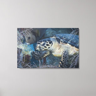 Leven onder water: A Hawksbill Zee Turtle 2 Canvas Afdruk