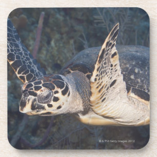 Leven onder water: A Hawksbill Zee Turtle 2 Drankjes Onderzetter
