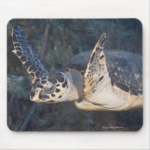 Leven onder water: A Hawksbill Zee Turtle 2 Muismat