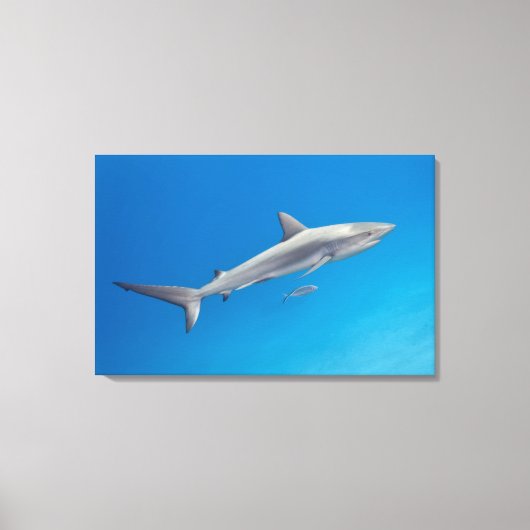Leven onder water: Carcharhinus perezi zwemt in Canvas Afdruk (Voorkant)