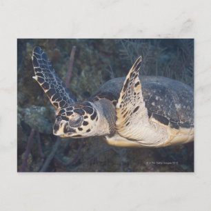 Leven onder water: Een Hawksbill Zee Turtle 2 Briefkaart