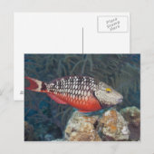 Leven onder water, FISH: een kleurrijke stilstand Briefkaart (Voorkant / Achterkant)