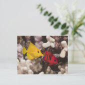 Leven onder water; FISH: Gele tang (Zebrasoma) Briefkaart (Staand voorkant)