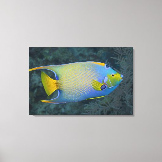 Leven onder water; FISH: Queen Angelfish Canvas Afdruk (Voorkant)