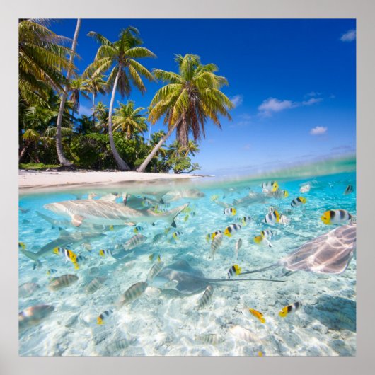 Leven onder water poster (Voorkant)