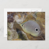 Leven onder water, VIS: een Foureye Butterflyfish Briefkaart (Voorkant / Achterkant)