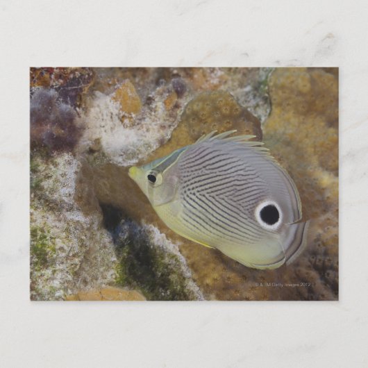 Leven onder water, VIS: een Foureye Butterflyfish Briefkaart (Voorkant)