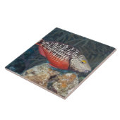 Leven onder water, VIS: een kleurrijke Stoplight Tegeltje (Zijkant)