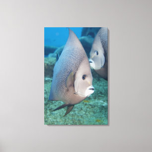 Leven onder water, VIS:  een stel grijze Angelviss Canvas Afdruk