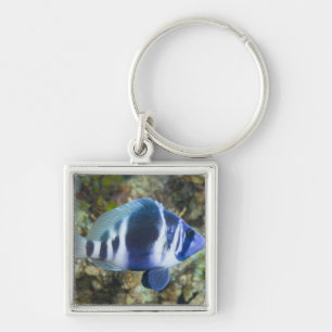 Leven onder water, VIS: Indigo Hamlet Sleutelhanger