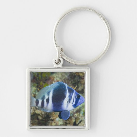 Leven onder water, VIS: Indigo Hamlet Sleutelhanger (Voorkant)