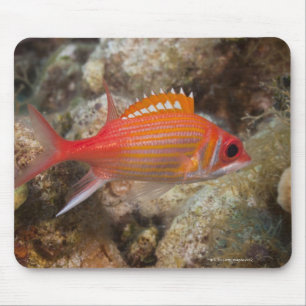 Leven onder water, VIS: Longjaw Squirrelfish Muismat
