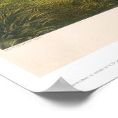 Leven op de Prairie: De Buffalo Hunt (0878A) Poster (Hoek)