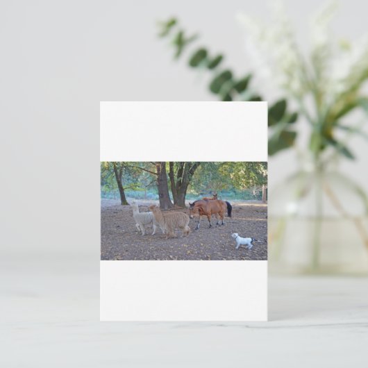 Leven op de ranch briefkaart (Staand voorkant)