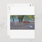 Leven op de ranch briefkaart (Voorkant / Achterkant)