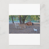 Leven op de ranch briefkaart (Voorkant)