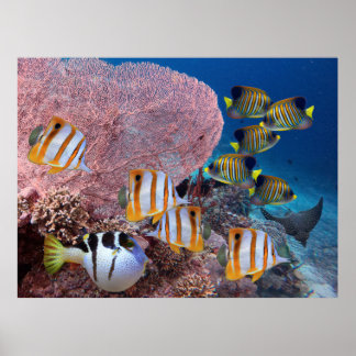 Leven op koraalrif - Roze viskoraal en vis Poster