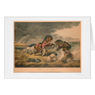 Leven op Prairie: Defensie van Trapper (0879A)