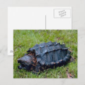 Levend Briefkaart van de Prehistorische schildpad (Voorkant / Achterkant)